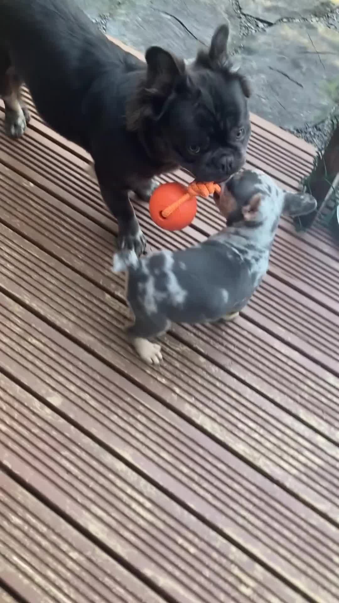 French Bulldog dogs for sale: French bulldog puppies  - Video 1