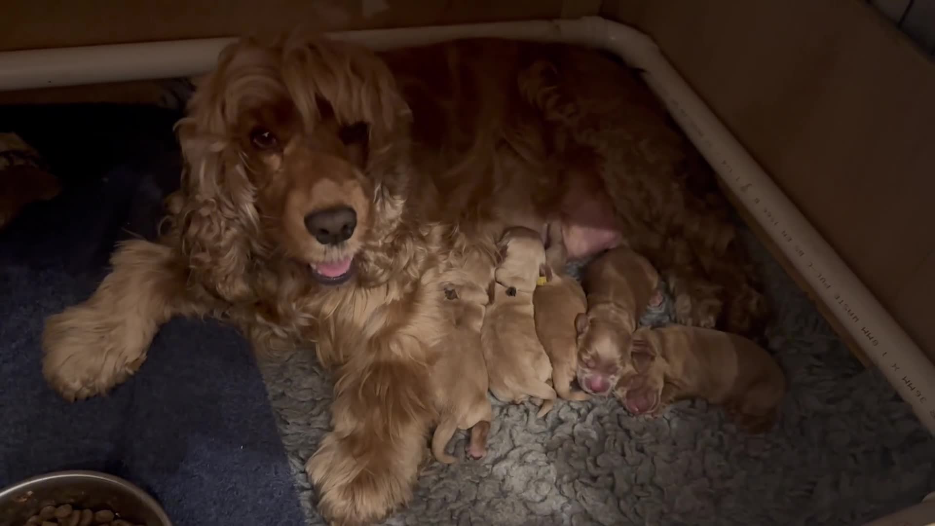 Cockapoo dogs for sale: Exceptional F1 Apricot / Red Cockapoo Puppies  - Video 1
