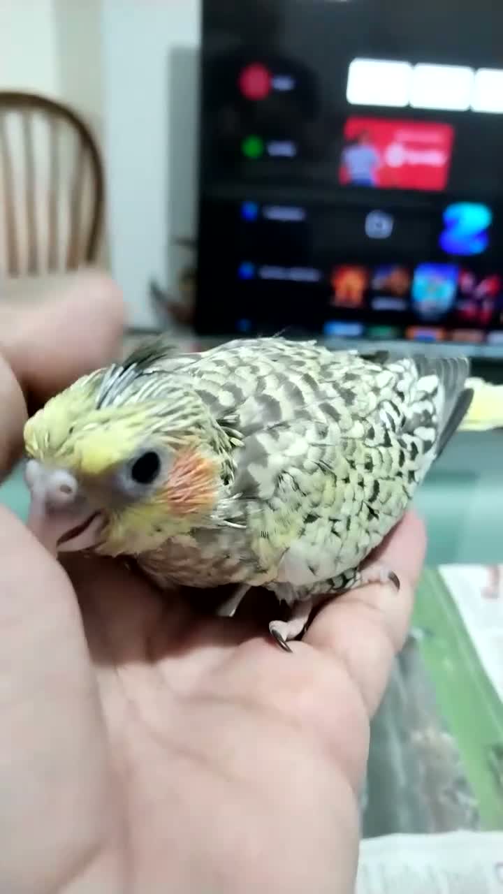 Cockatiels birds for sale: Cockatiel  - Video 5