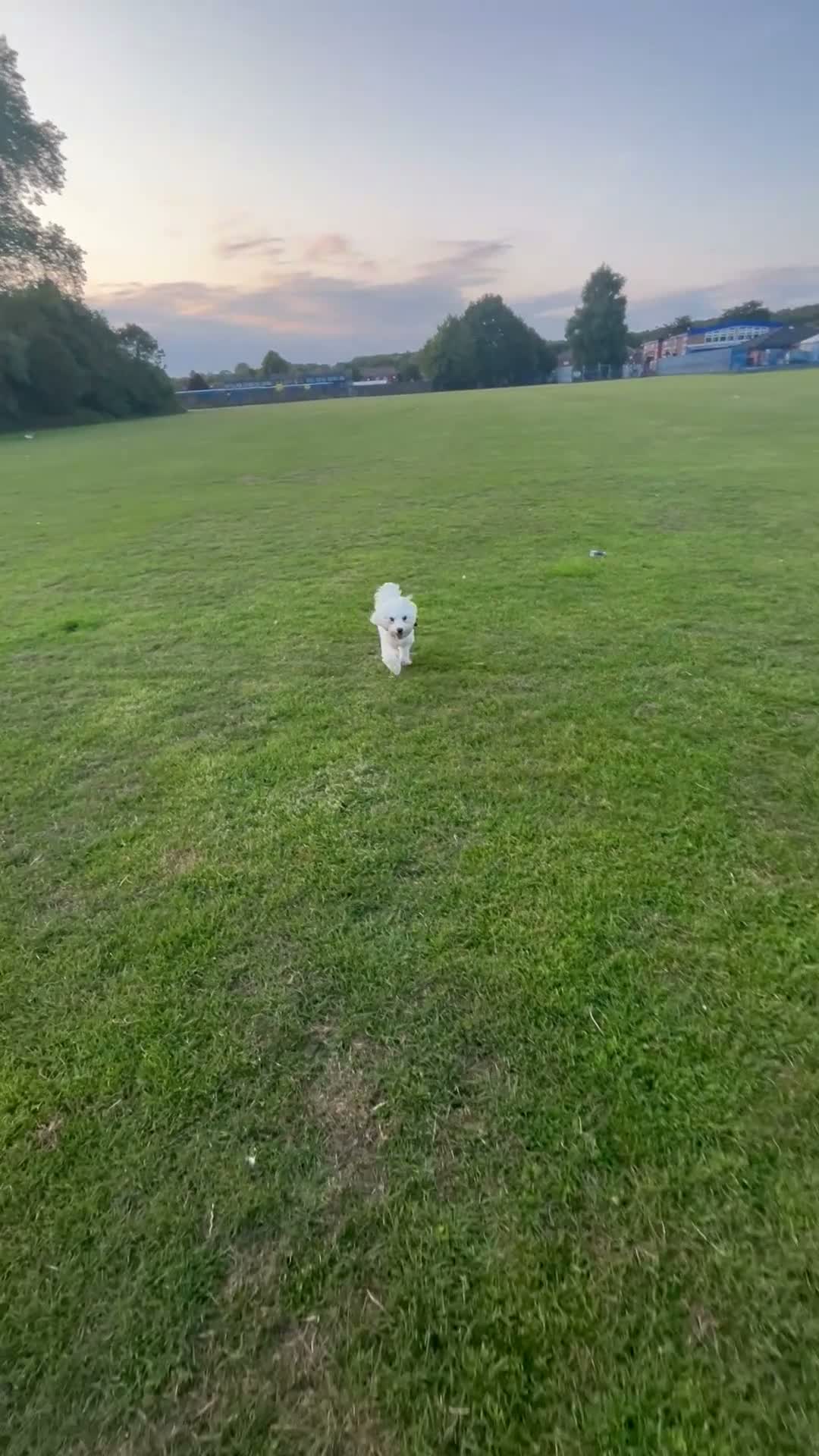 Mixed Breed dogs for sale: 2 year old Maltese cross  in Manchester - Video 1