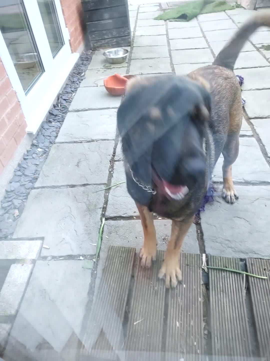 Mixed Breed dogs for sale: Mix breed  - Video 3