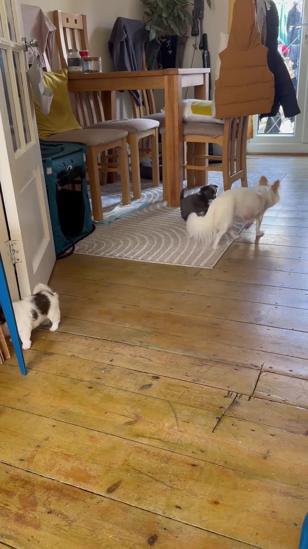 Chihuahua dogs for sale: Chihuahua long coat  - Video 2