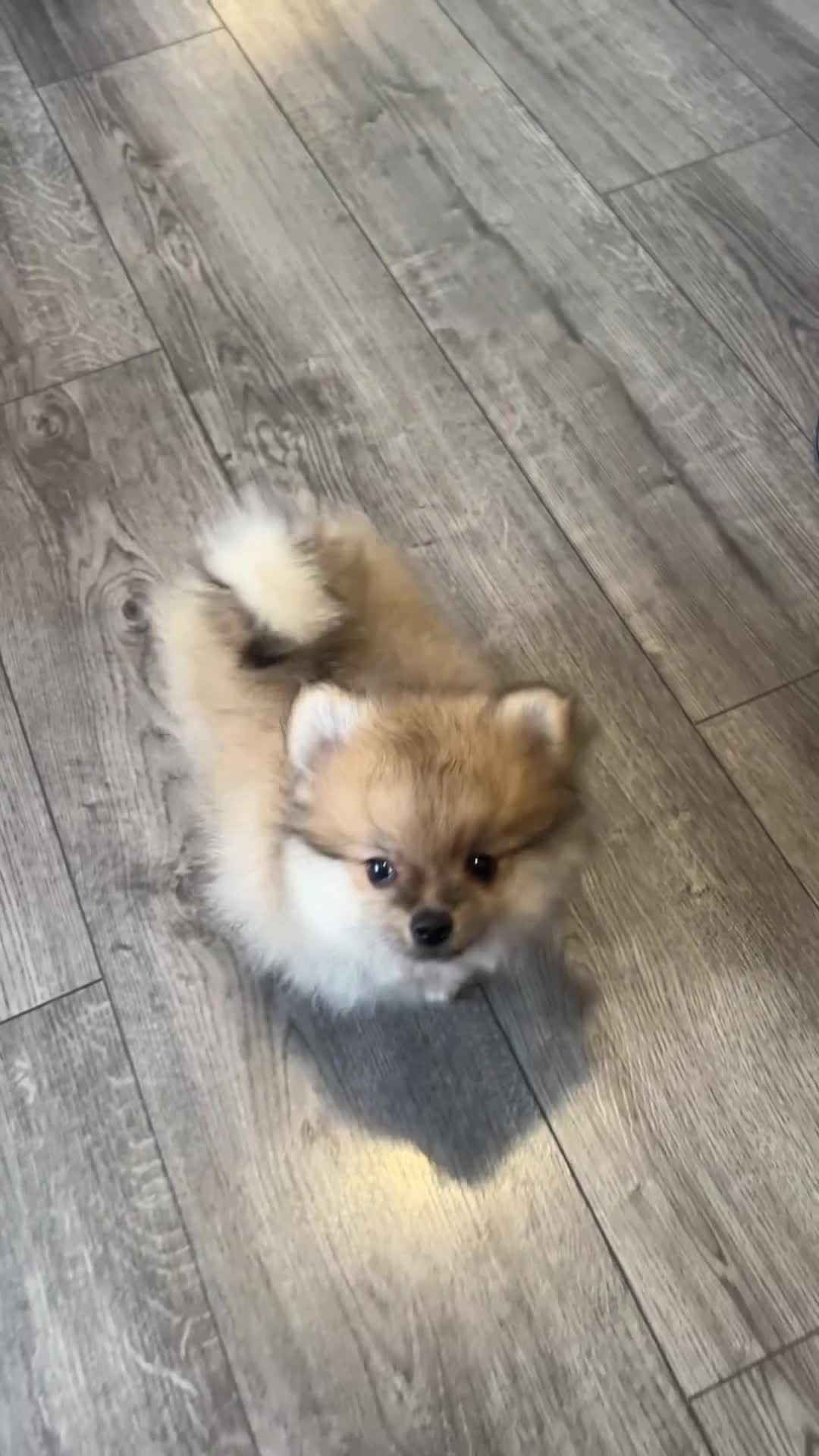 Pomeranian dogs for sale: Pomeranian  in Pinner - Video 1