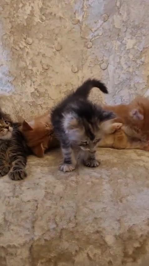 Maine Coon cats for sale: 6 Beautiful Kittens looking for their forever home in Royston - Video 2