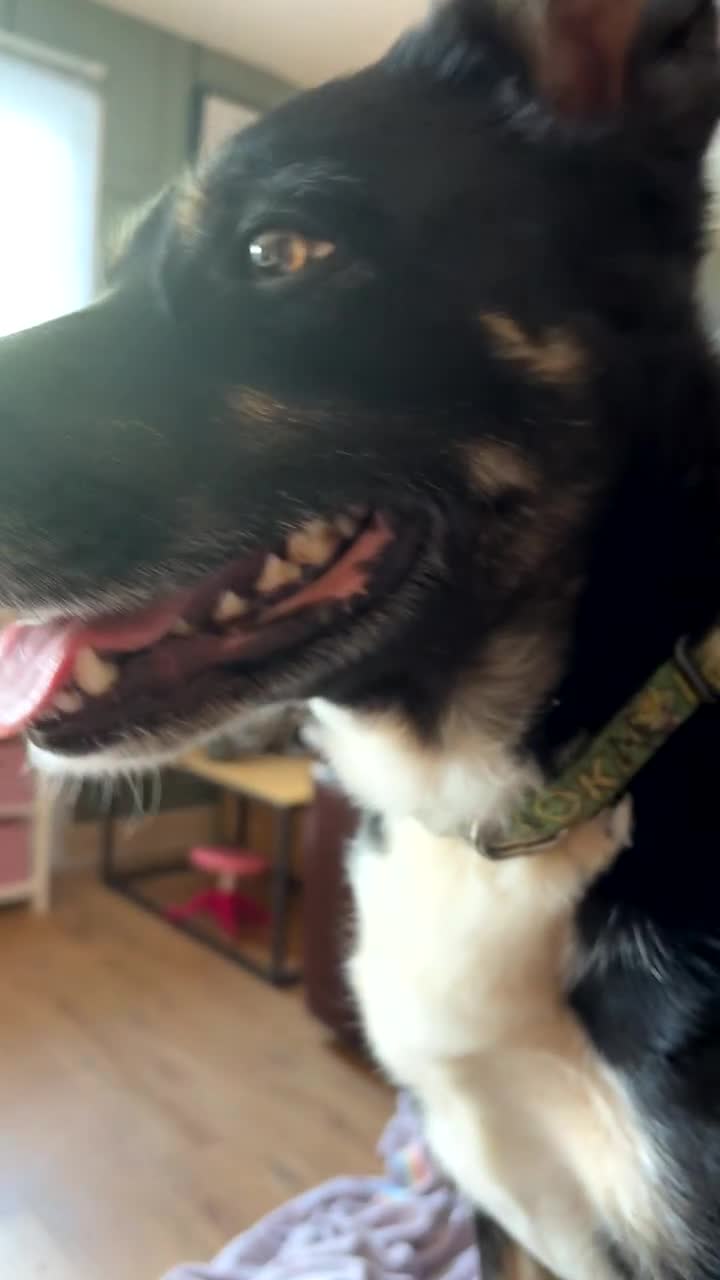 Border Collie dogs for sale: Loki nearly 4 year old border collie  - Video 1