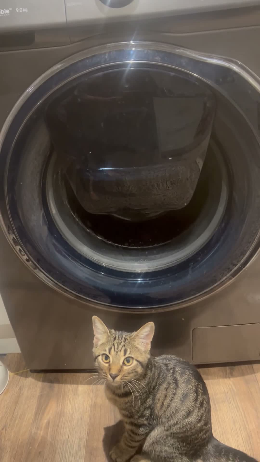 British Longhair cats for sale: Long hair and short hair tabby! - Video 2