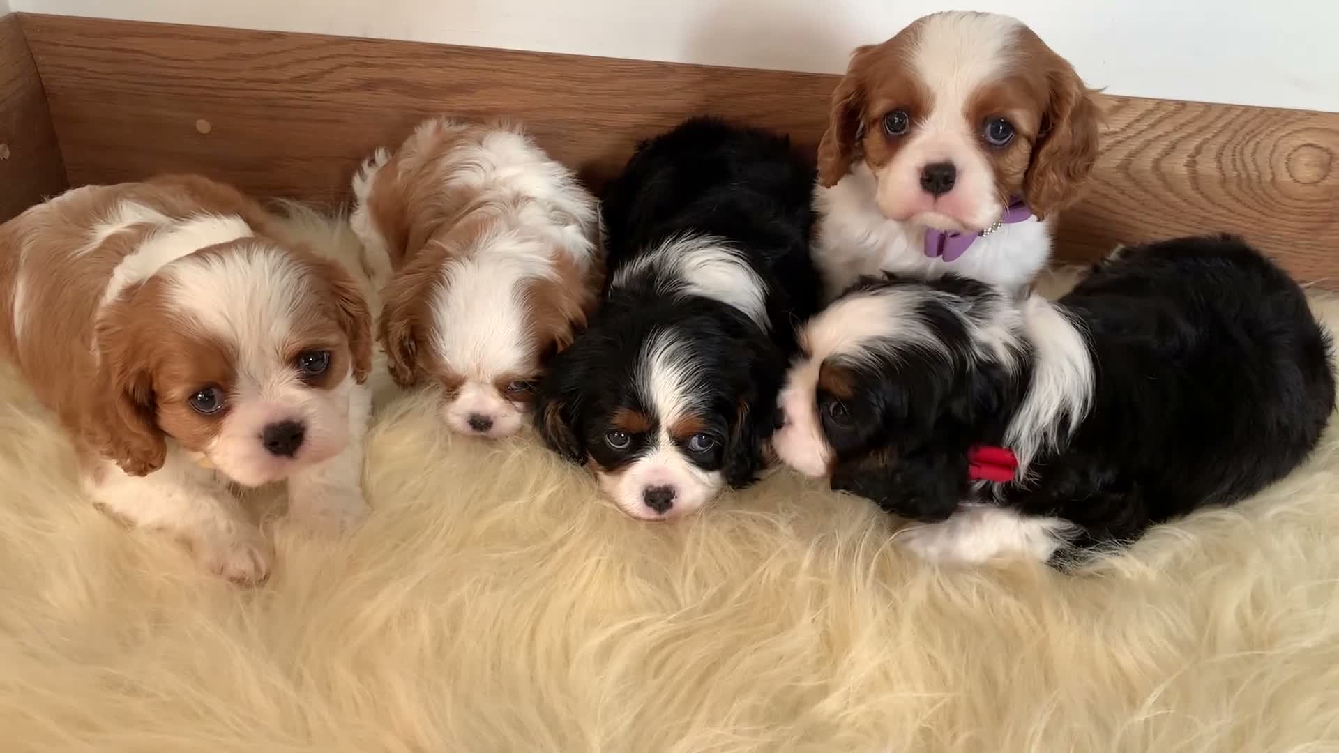 Cavalier King Charles Spaniel dogs for sale: 5* Licensed RKC H/T Gorgeous Cavalier KC - Video 1