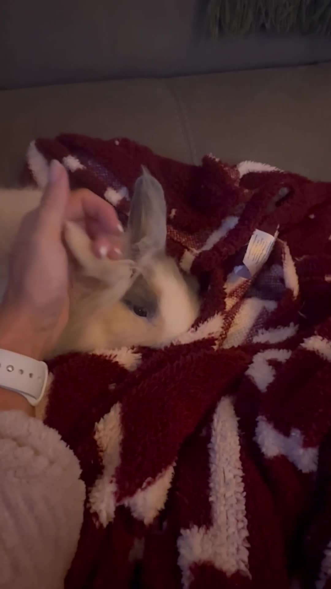 Lionhead rabbits for sale: Rehoming - Video 1