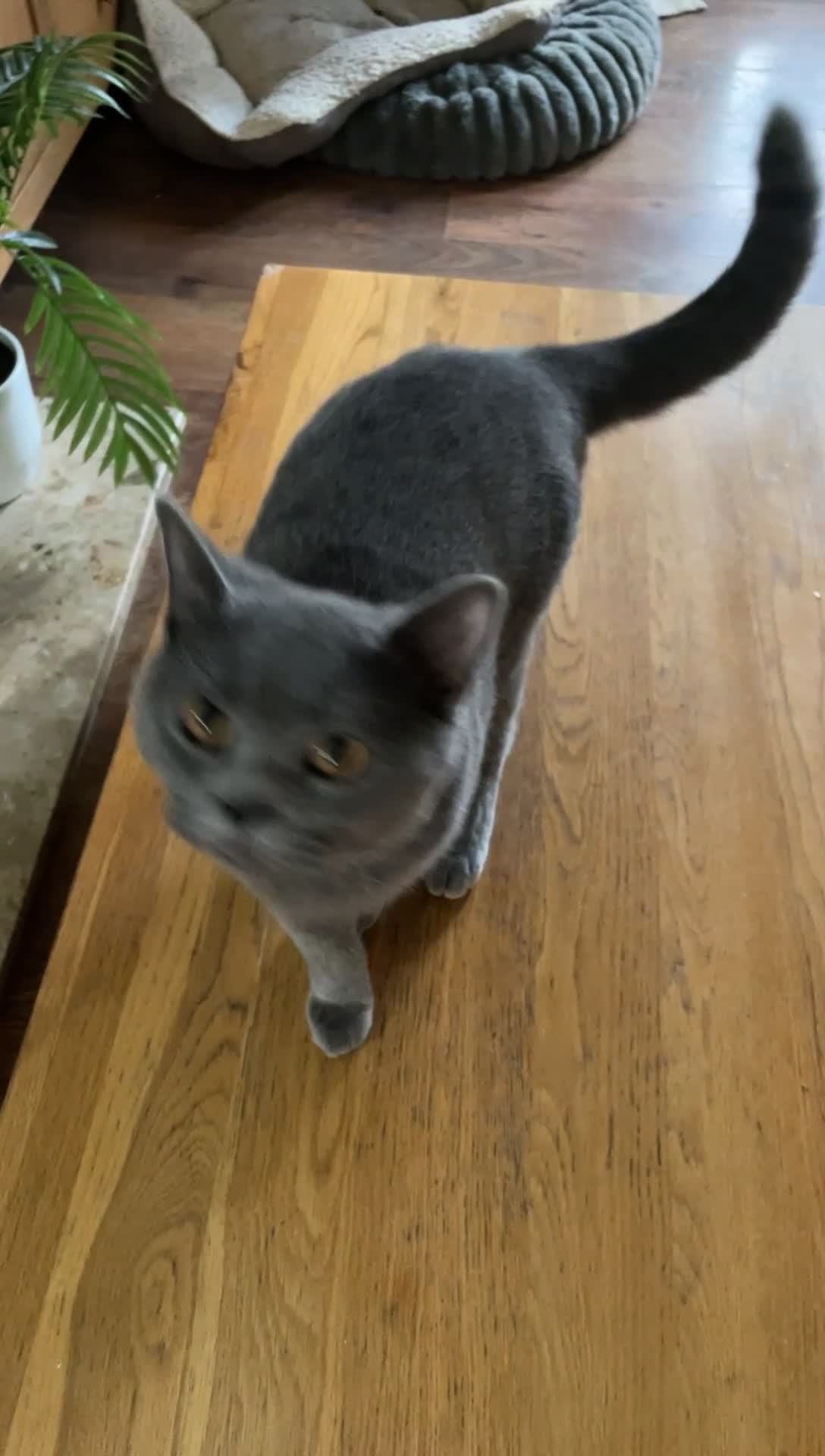 British Shorthair cats for sale: Female BritishShorthair!  in Maidstone - Video 4