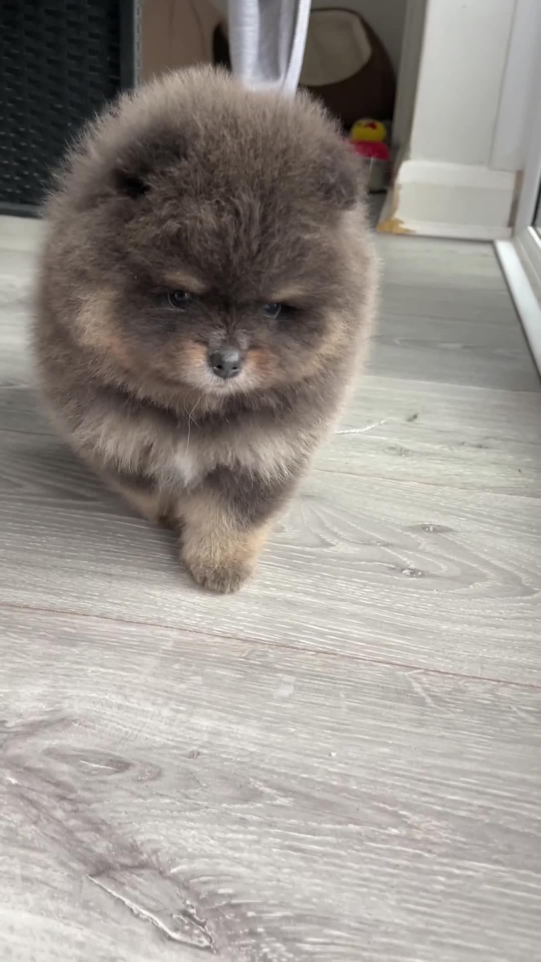 Pomeranian dogs for sale: 🐾 RESERVATIONS NOW OPEN 🐾 - Video 2