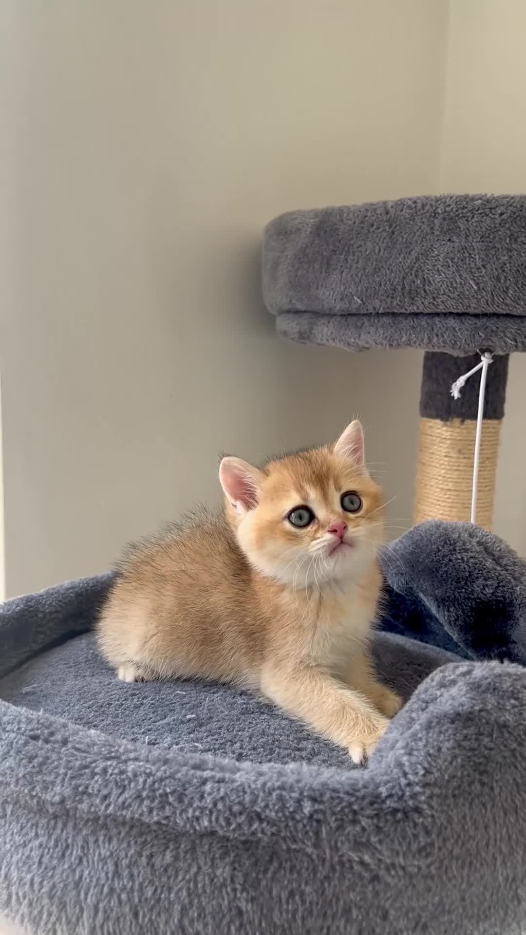 British Shorthair cats for sale: TICA BSH golden shaded boy and girl - Video 1