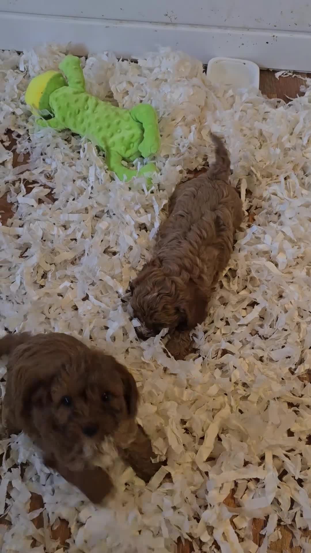 Cavapoo dogs for sale: Gorgeous f1 fox Red cavapoo pups - Video 1