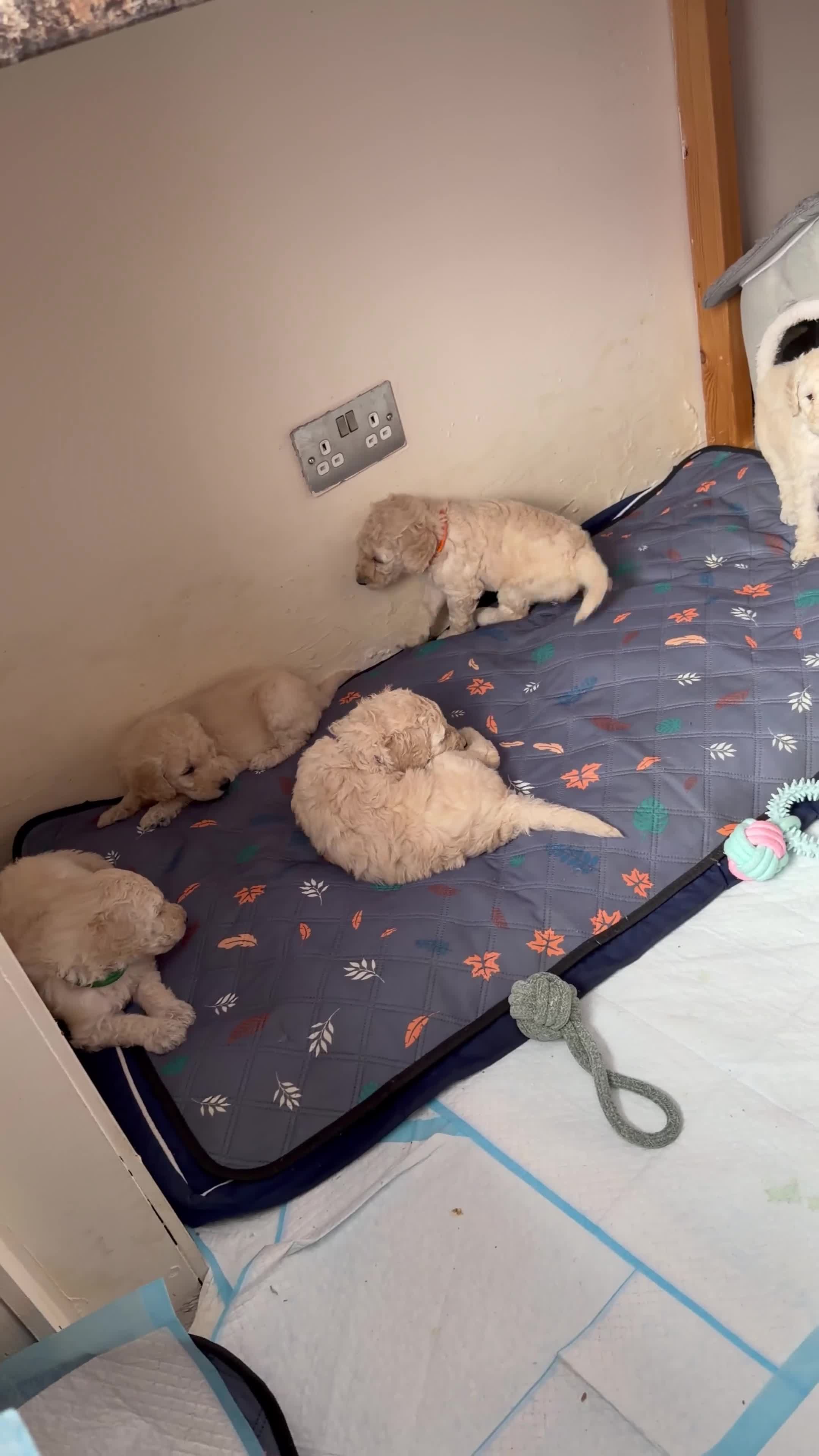 Standard Poodle dogs for sale: KC STANDARD POODLE PUPPIES - Video 1