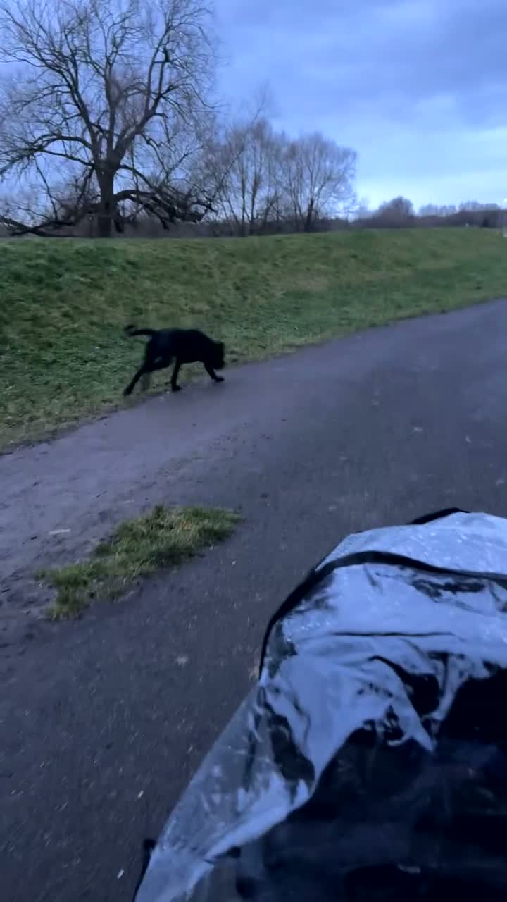 Cane Corso dogs for sale: Cane corso male for sale  - Video 1