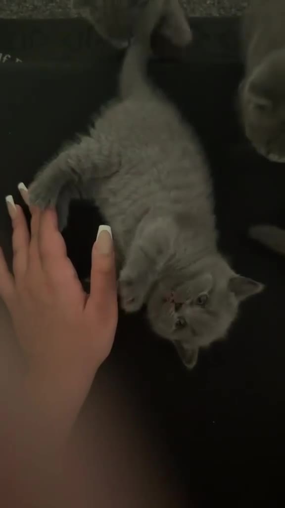 British Shorthair cats for sale: Beautiful Blue British Shorthair Kittens Ready Now - Video 1