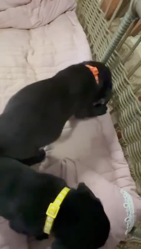 Labrador Retriever dogs for sale: Beautiful KC Registered Labrador Puppies - Video 1
