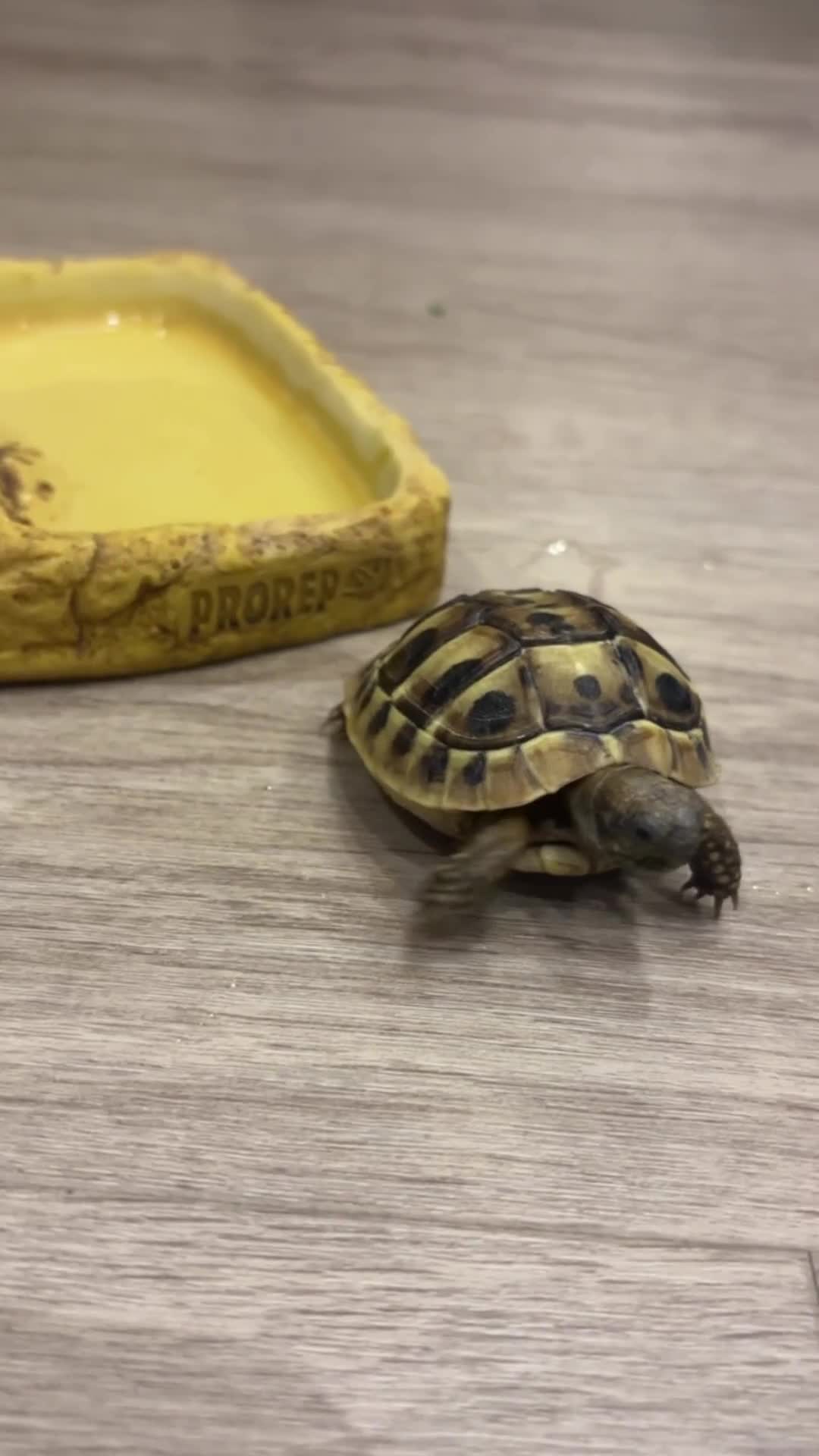 Tortoise reptiles for sale: Hermanns Tortoise - Video 1