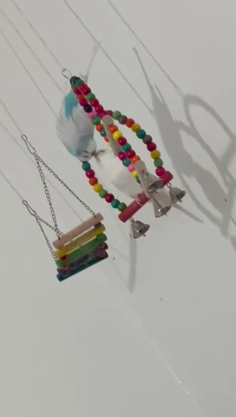 Parakeets birds for sale: Australian parakeets in London - Video 1