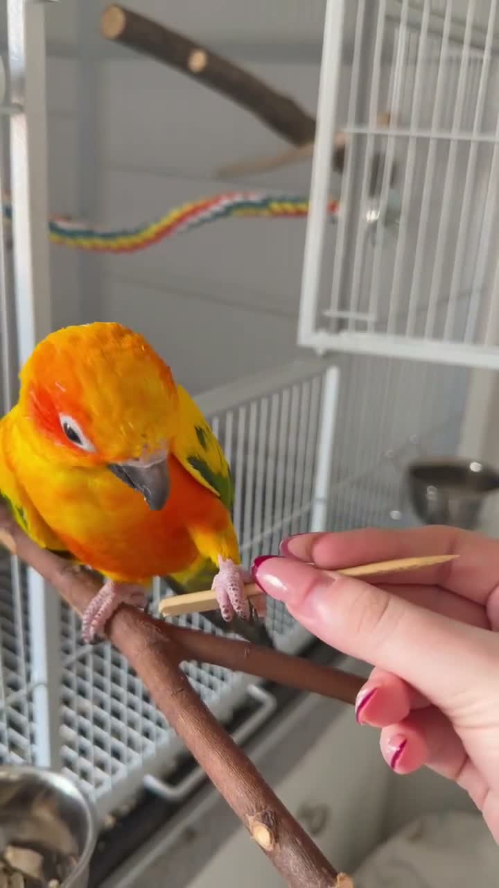 Conures birds for sale: Sun Conure Rehoming!  - Video 3