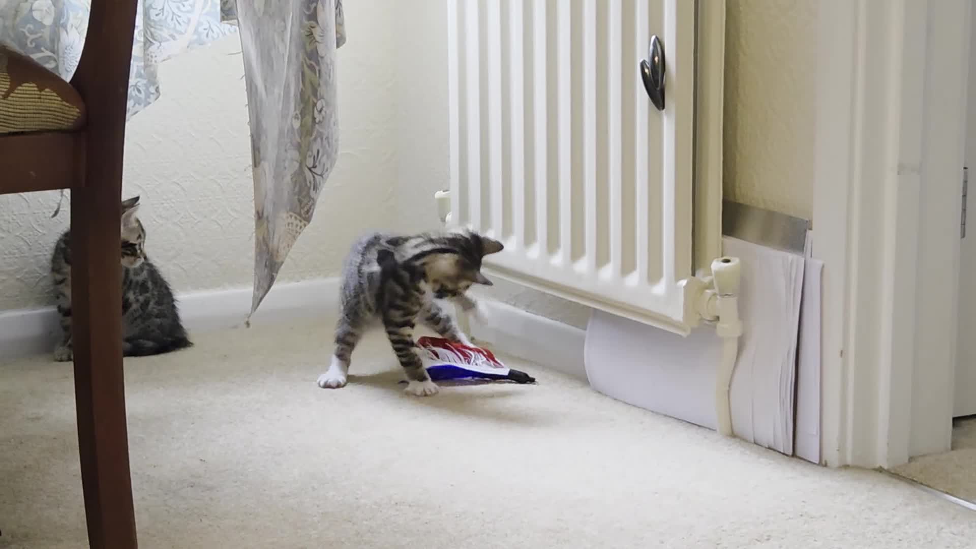 Bengal cats for sale: Adorable Bengal Cross Kittens for Sale - Video 5