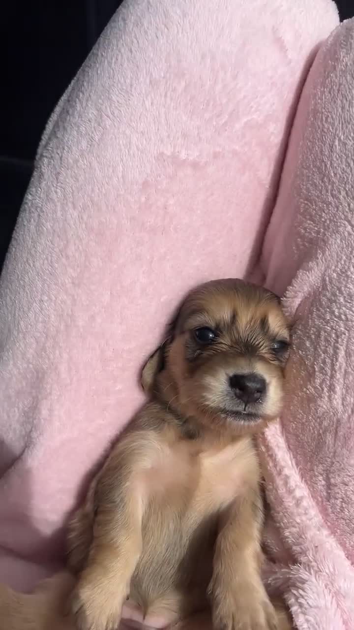 Miniature Dachshund dogs for sale: Shaded cream mini long haired dachshund for sale  - Video 3