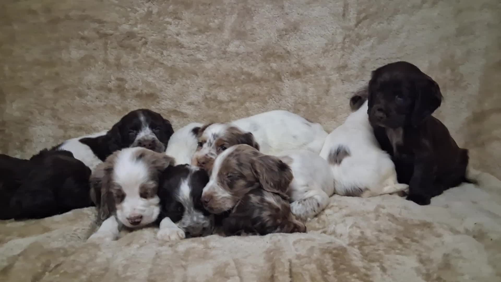 Cocker Spaniel dogs for sale: Cocker spaniel puppies - Video 1
