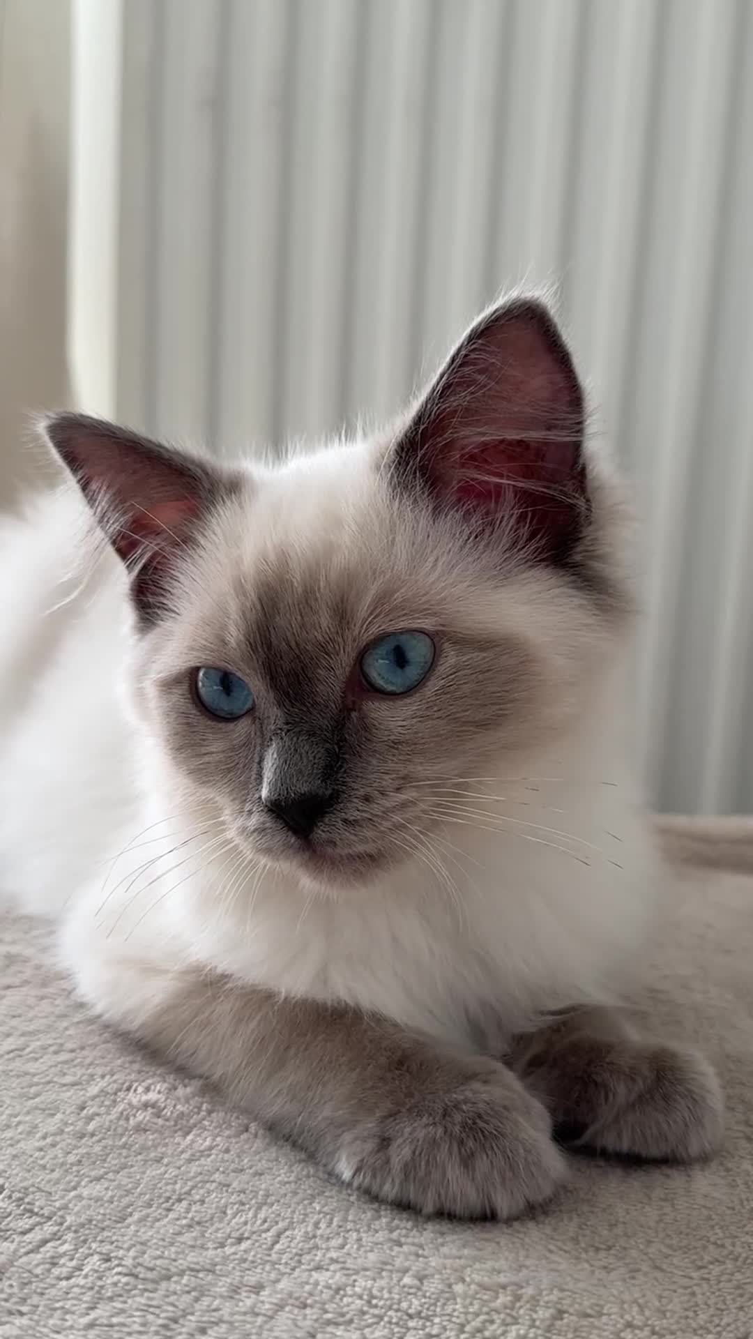 Ragdoll cats for sale: Blue point Ragdoll kitten 12 weeks old - Video 1