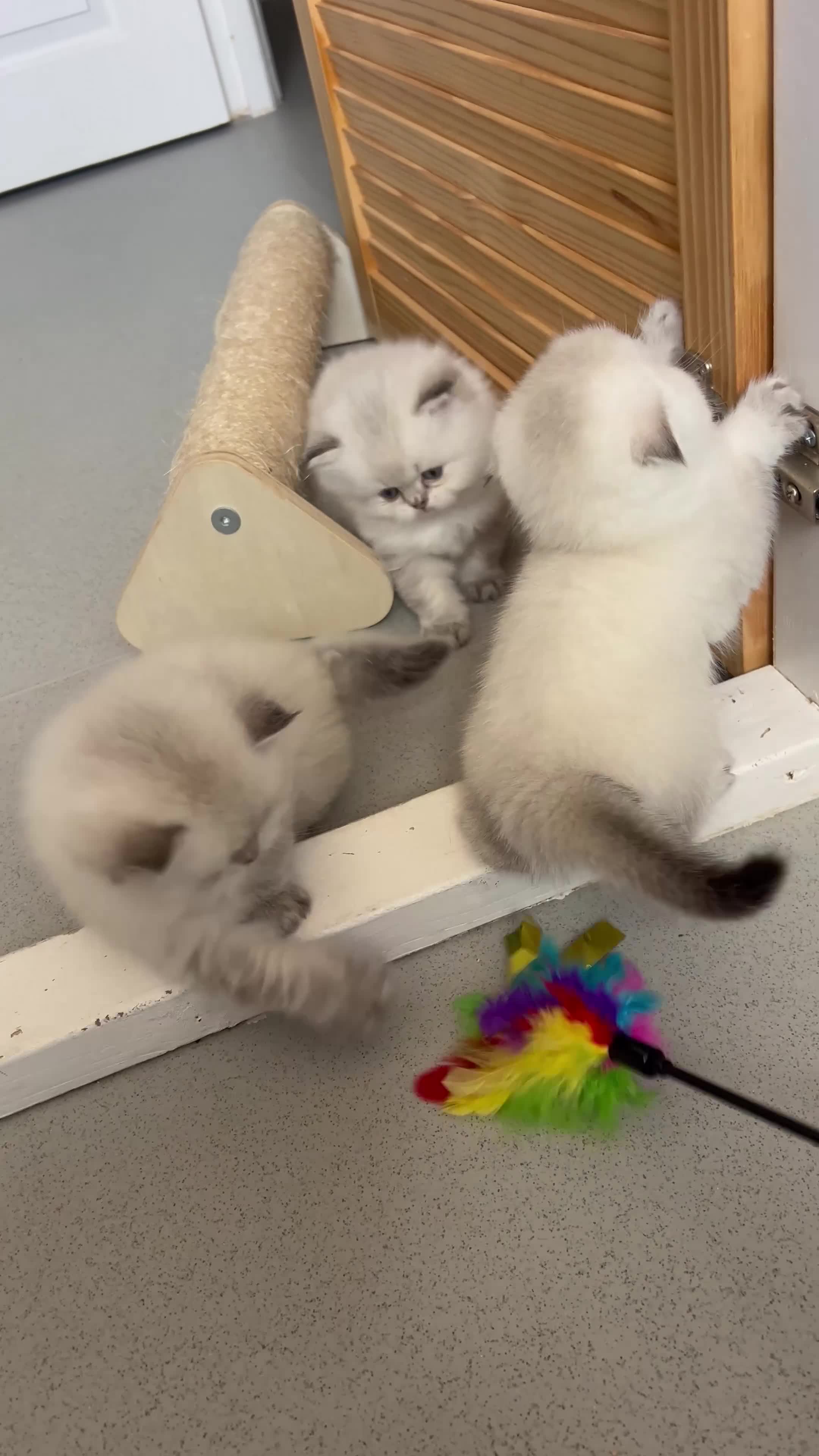 Scottish Fold cats for sale: Pedigree TICA registered boy kittens  - Video 3