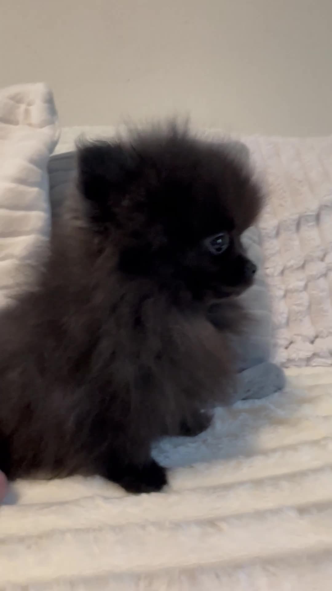 Pomeranian dogs for sale: Beautiful Pomeranian girl ! Only one left 🐶  - Video 1