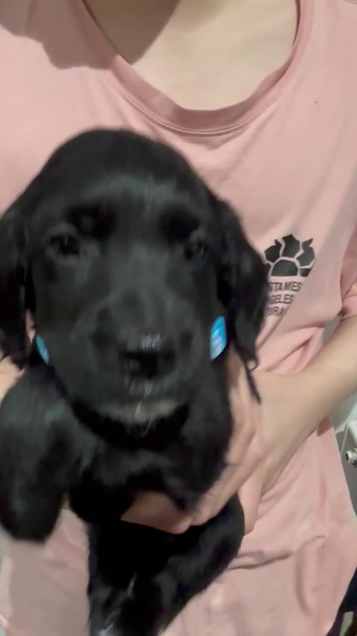 Cockapoo dogs for sale: Beautiful Cockapoo Puppies – 6 Boys & 2 Girls - Video 4