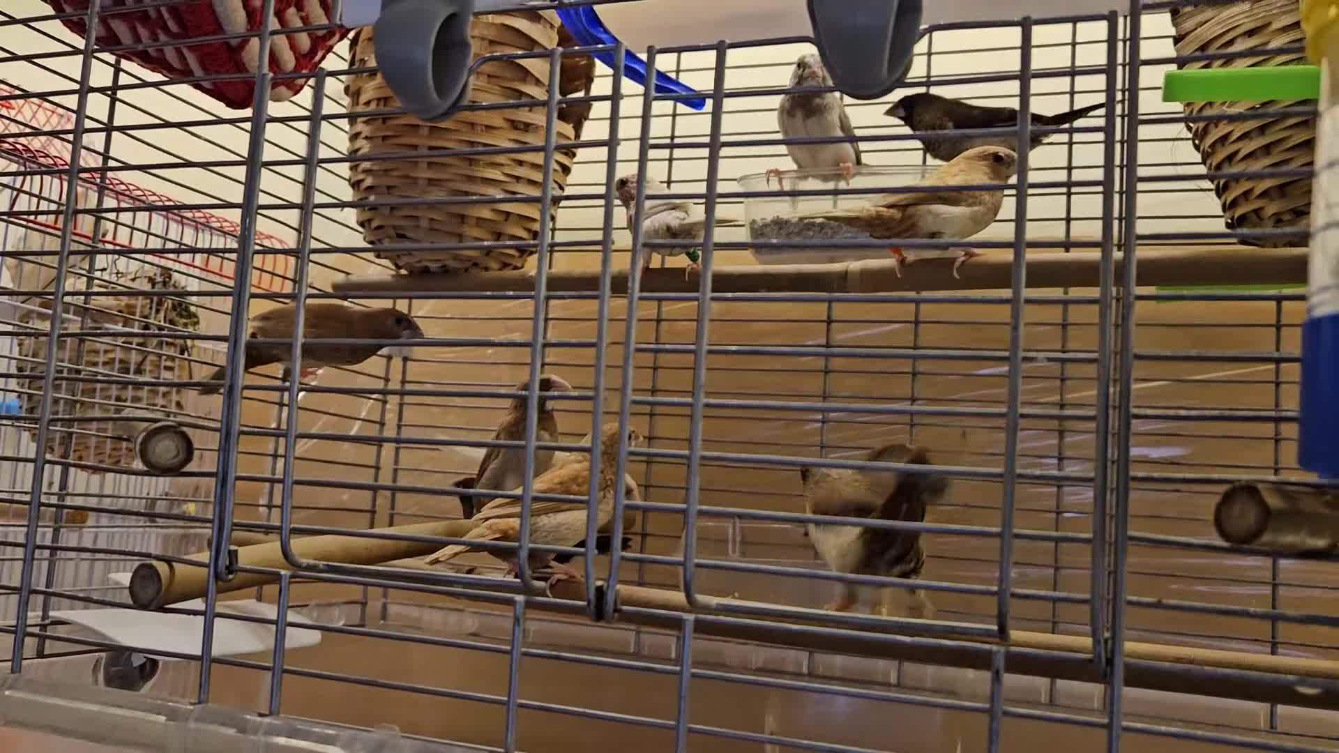 Finches birds for sale: Bengali society finches and zebra finches for sale - Video 1