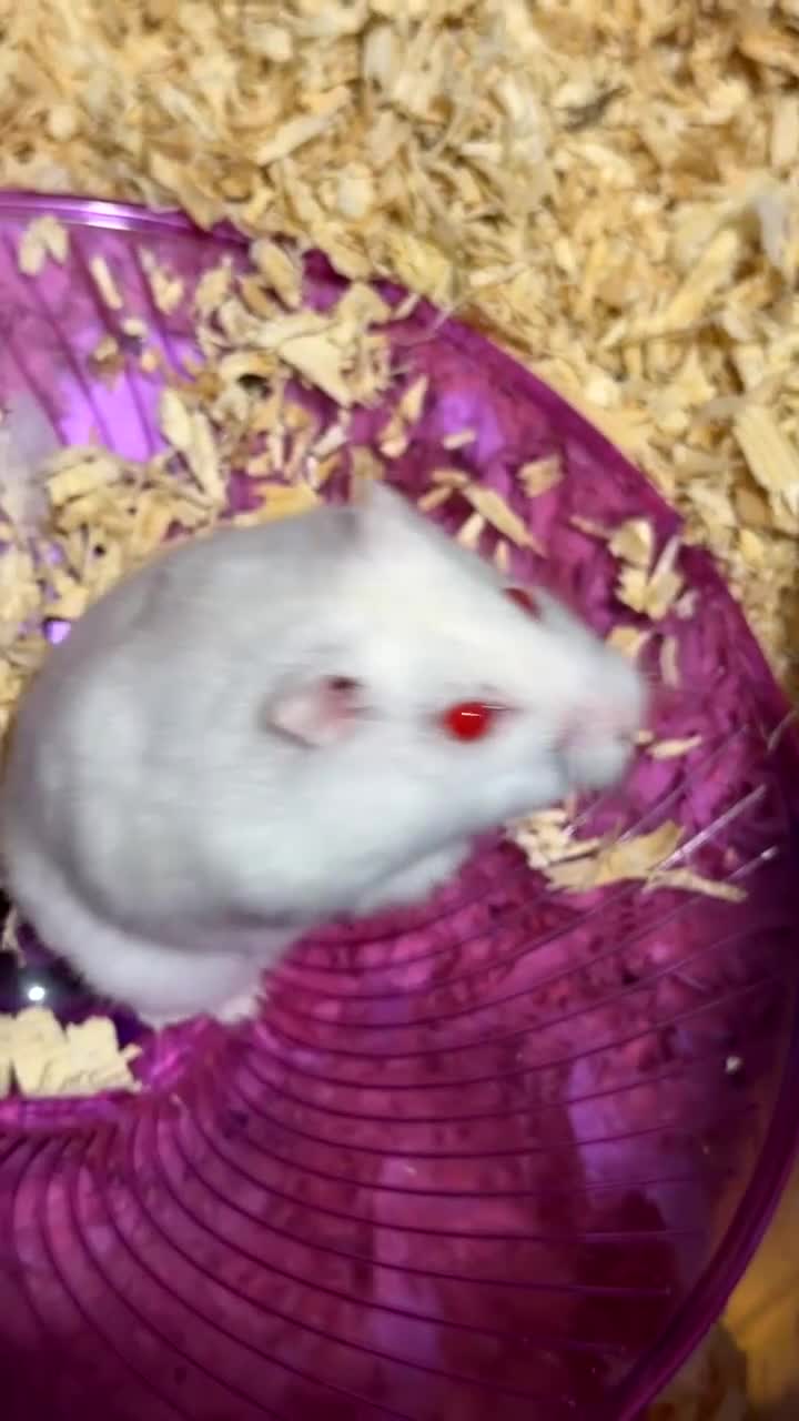 Hamster rodents for sale: dwarf hamster  - Video 1