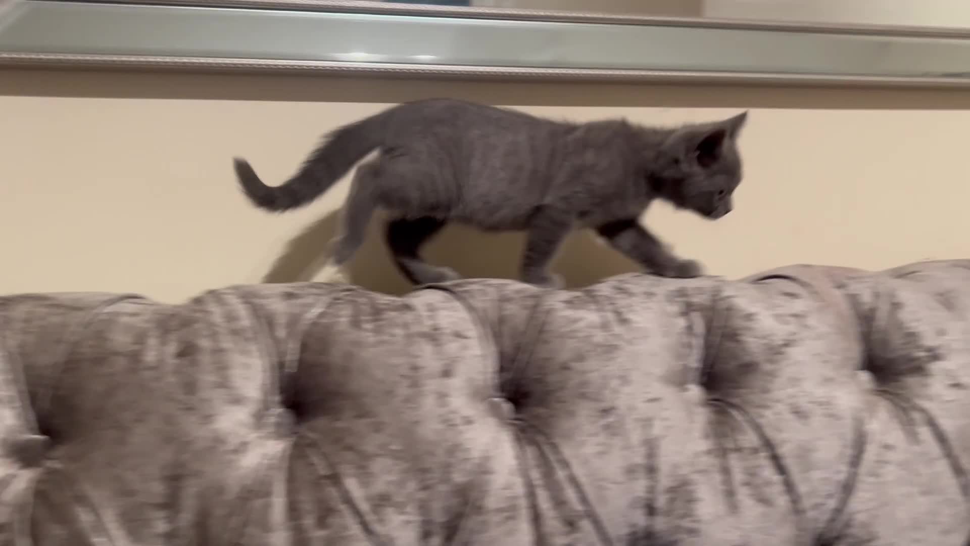 British Shorthair cats for sale: Gorgeous little girl  - Video 1