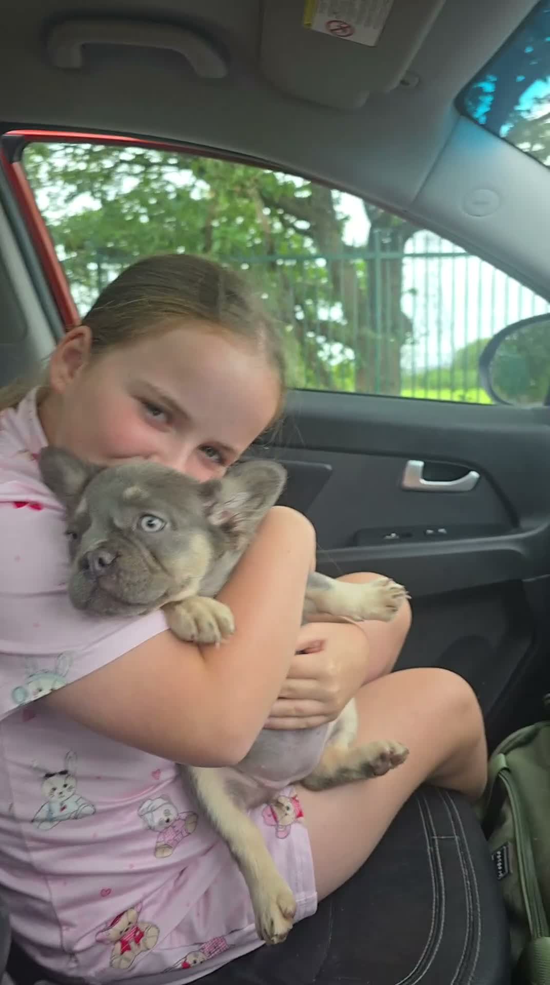 French Bulldog dogs for sale: Kc registered fluffy French Bulldog dog  in Bolton - Video 2