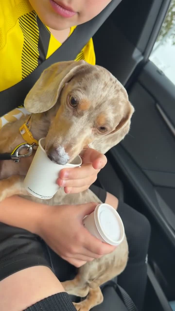 Miniature Dachshund dogs for sale: Miniature Dachshund  - Video 1