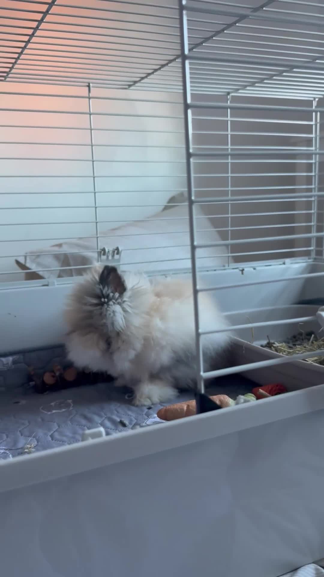 Lionhead rabbits for sale: Beautiful Female Lionhead Rabbit  - Video 1