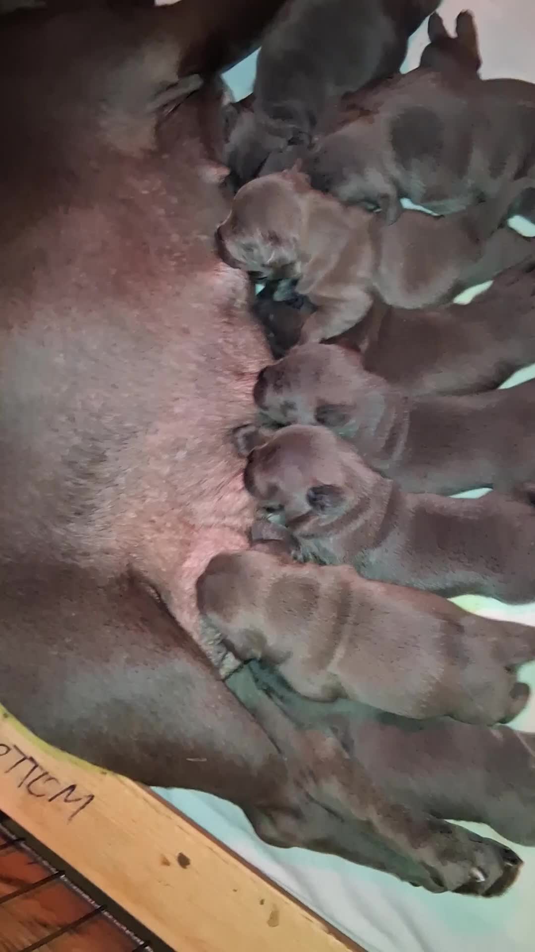 Staffordshire Bull Terrier dogs for sale: Blue Staffordshire Bull Terrier  - Video 1