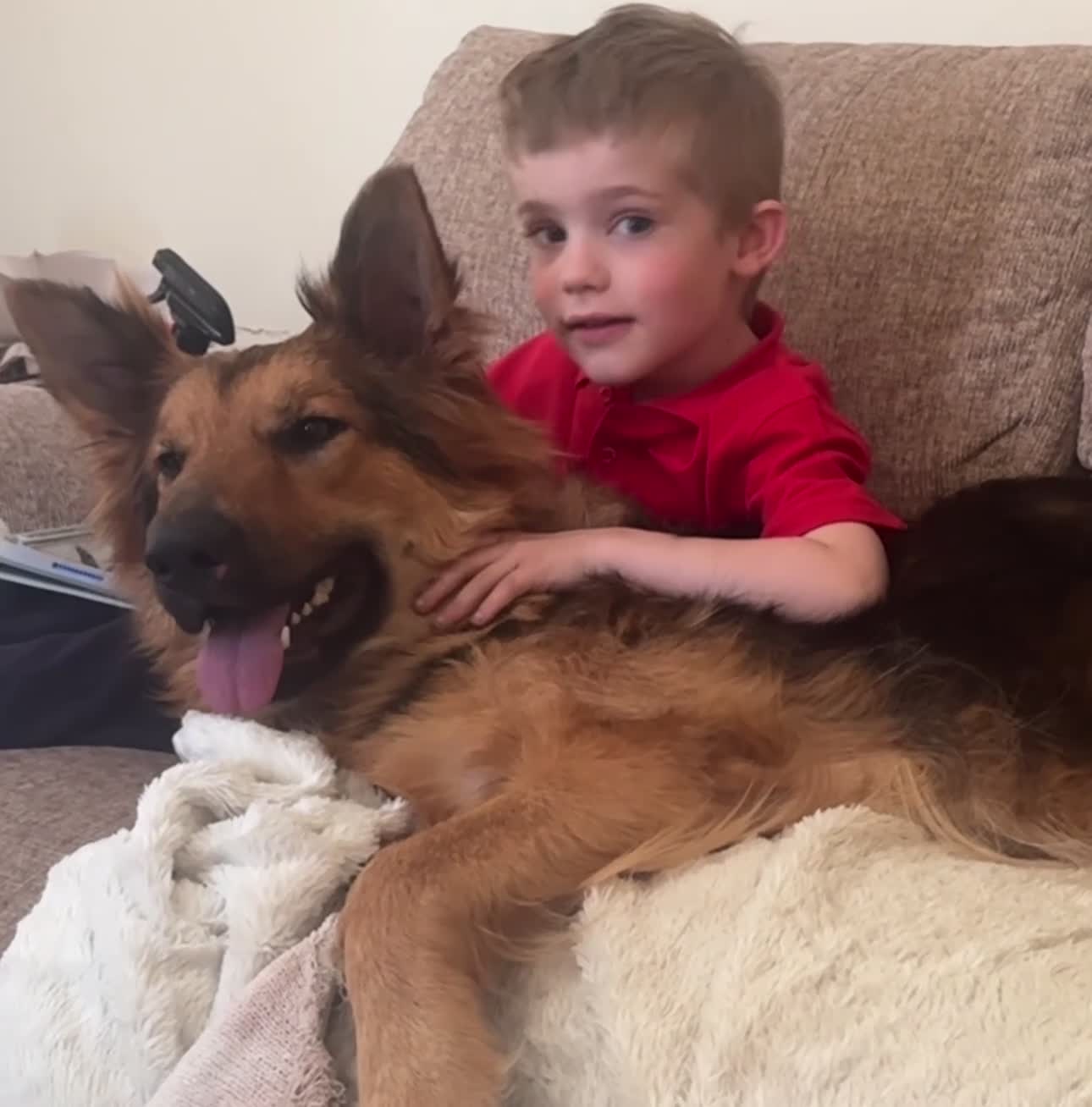 German Shepherd dogs for sale: I NEED A HOME - could you be my person? 🥹🐾 - Video 1