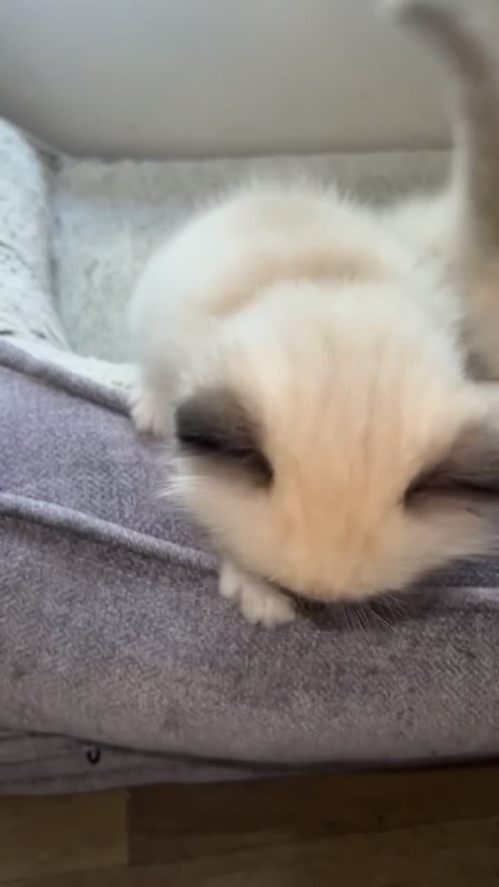 Ragdoll cats for sale: Beautiful Quality Chunky Ragdoll Babies  - Video 2