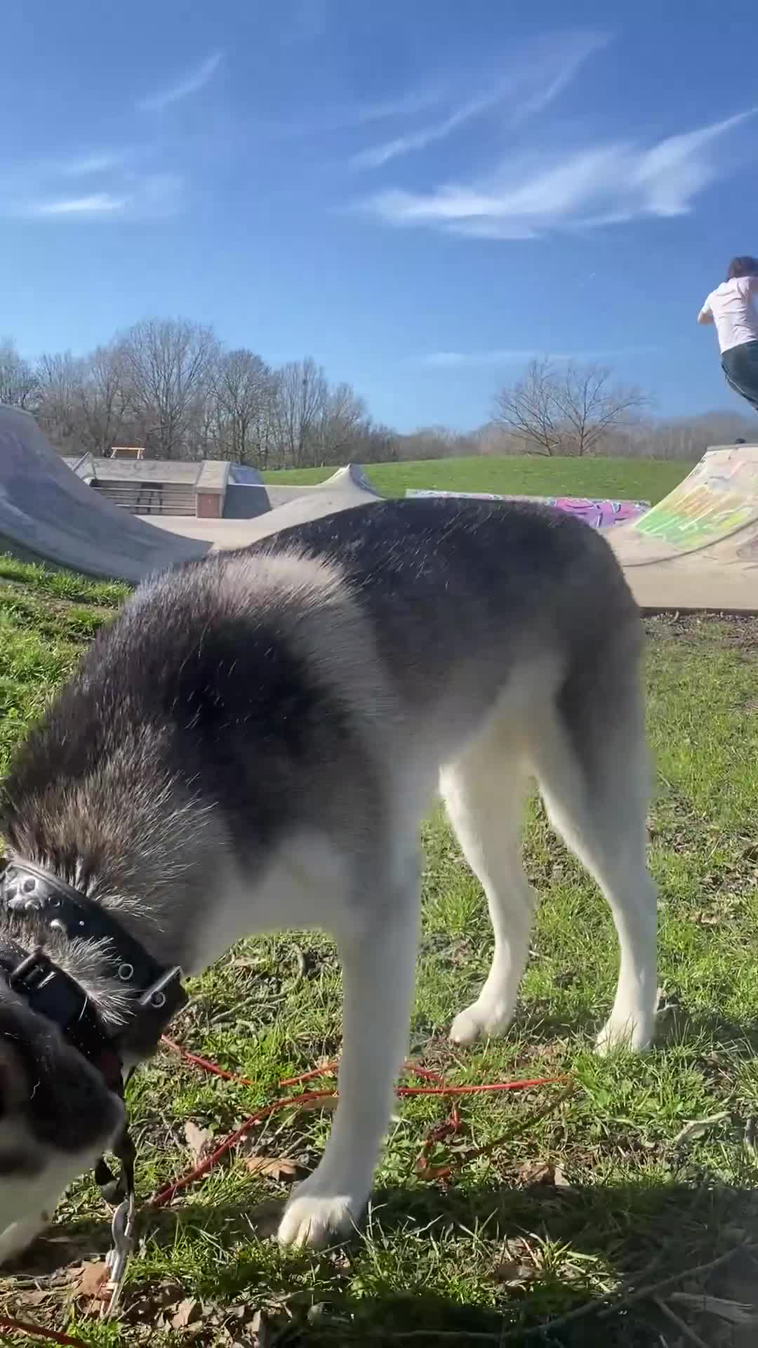 Siberian Husky dogs for sale: Shaska in need of new home  - Video 1