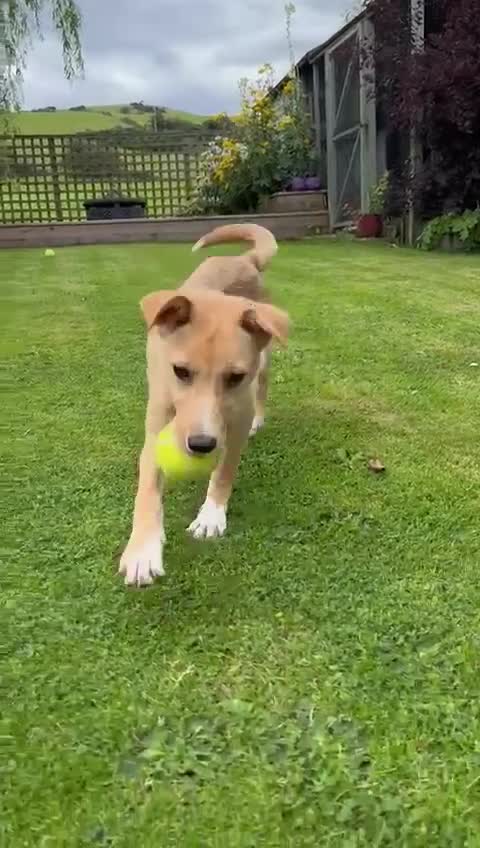 Mixed Breed dogs for adoption: Ruby  - Video 1