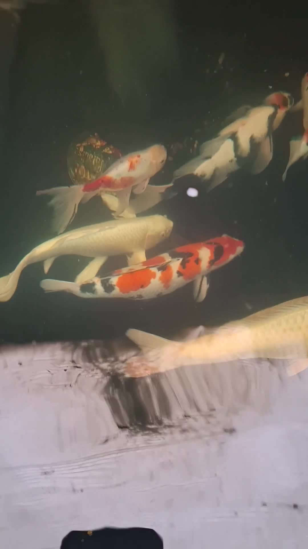 Koi Carp fish for sale: Koi carp - Video 1