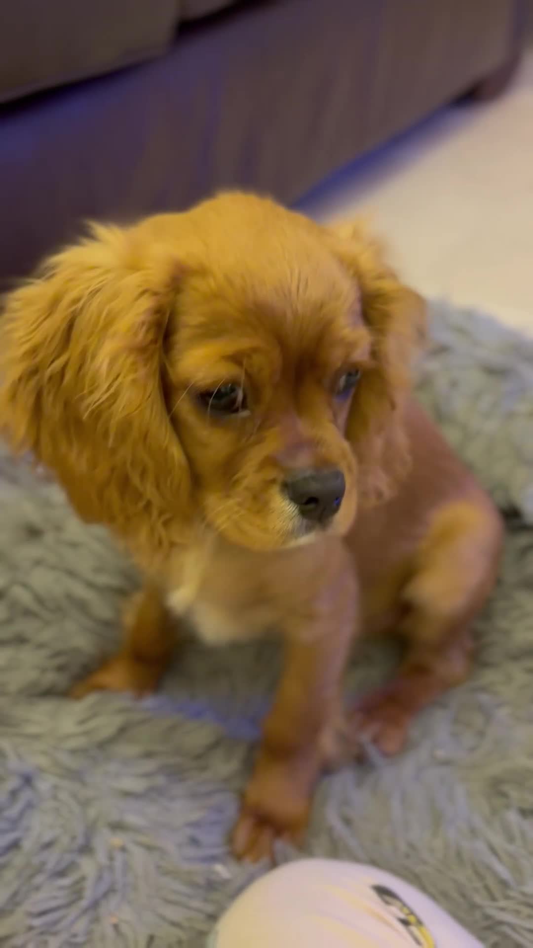 Cavalier King Charles Spaniel dogs for sale: 4 month old male King Charles spaniel for sale - Video 1