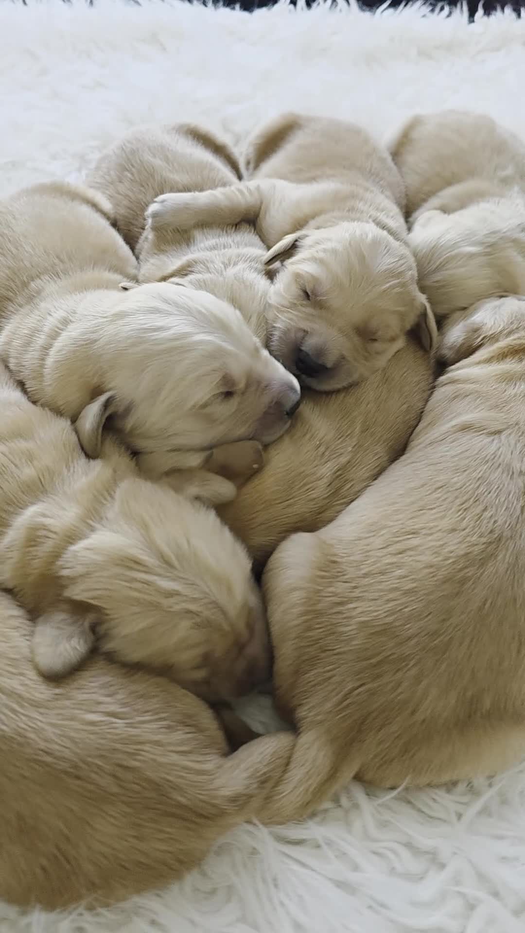 Golden Retriever dogs for sale: Golden Retriever Puppies - Video 1