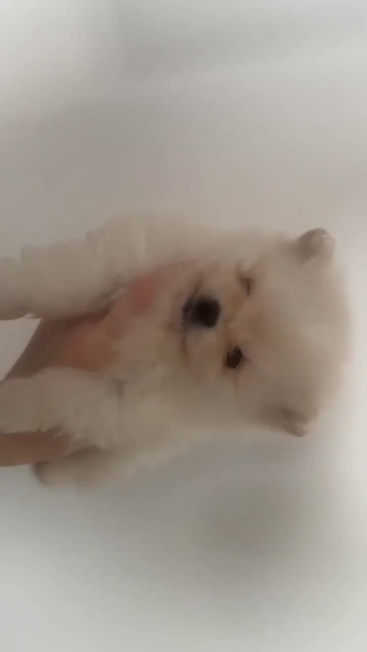 Pomeranian dogs for sale: 2 Female Pomeranian puppies for sale. - Video 1