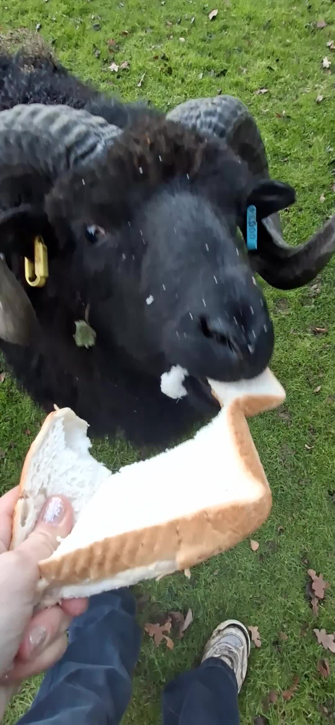 Sheep livestock for sale: Hebredian ram - Video 1