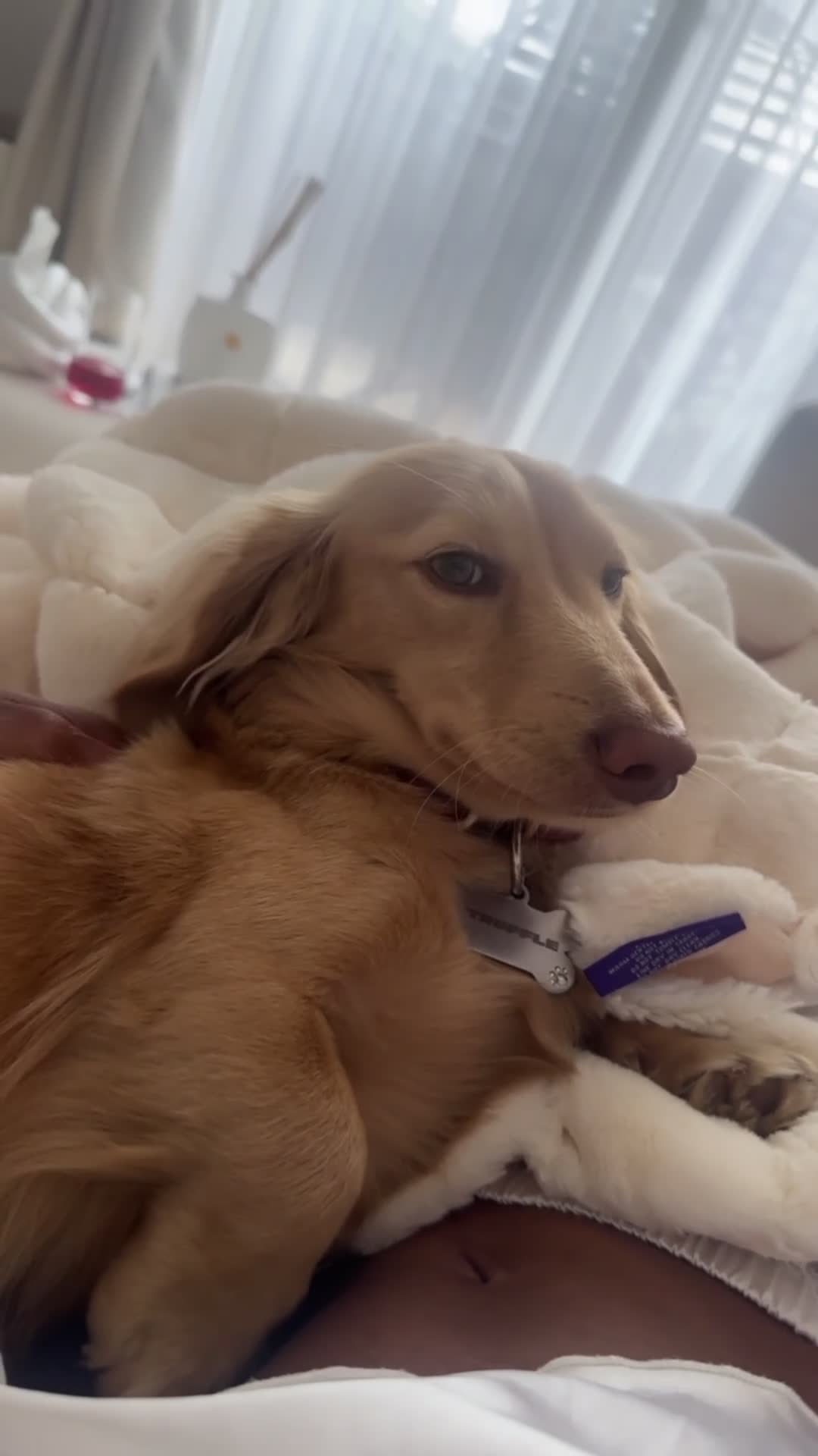 Miniature Dachshund dogs for sale: KC registered 1 year old LH CREAM BOY  - Video 3