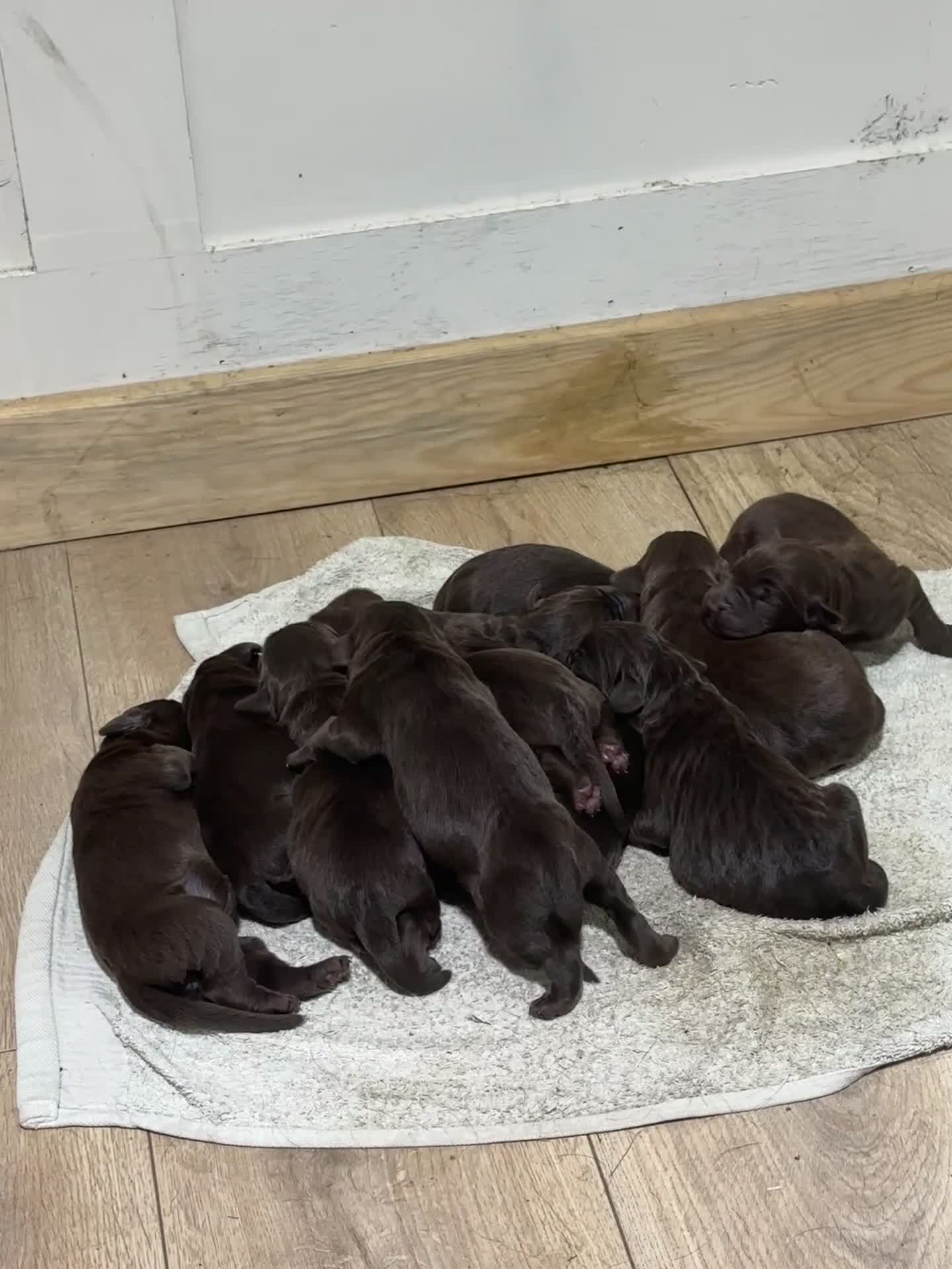 Labradoodle dogs for sale: Beautiful Chunky Chocolate Labradoodles - Video 1