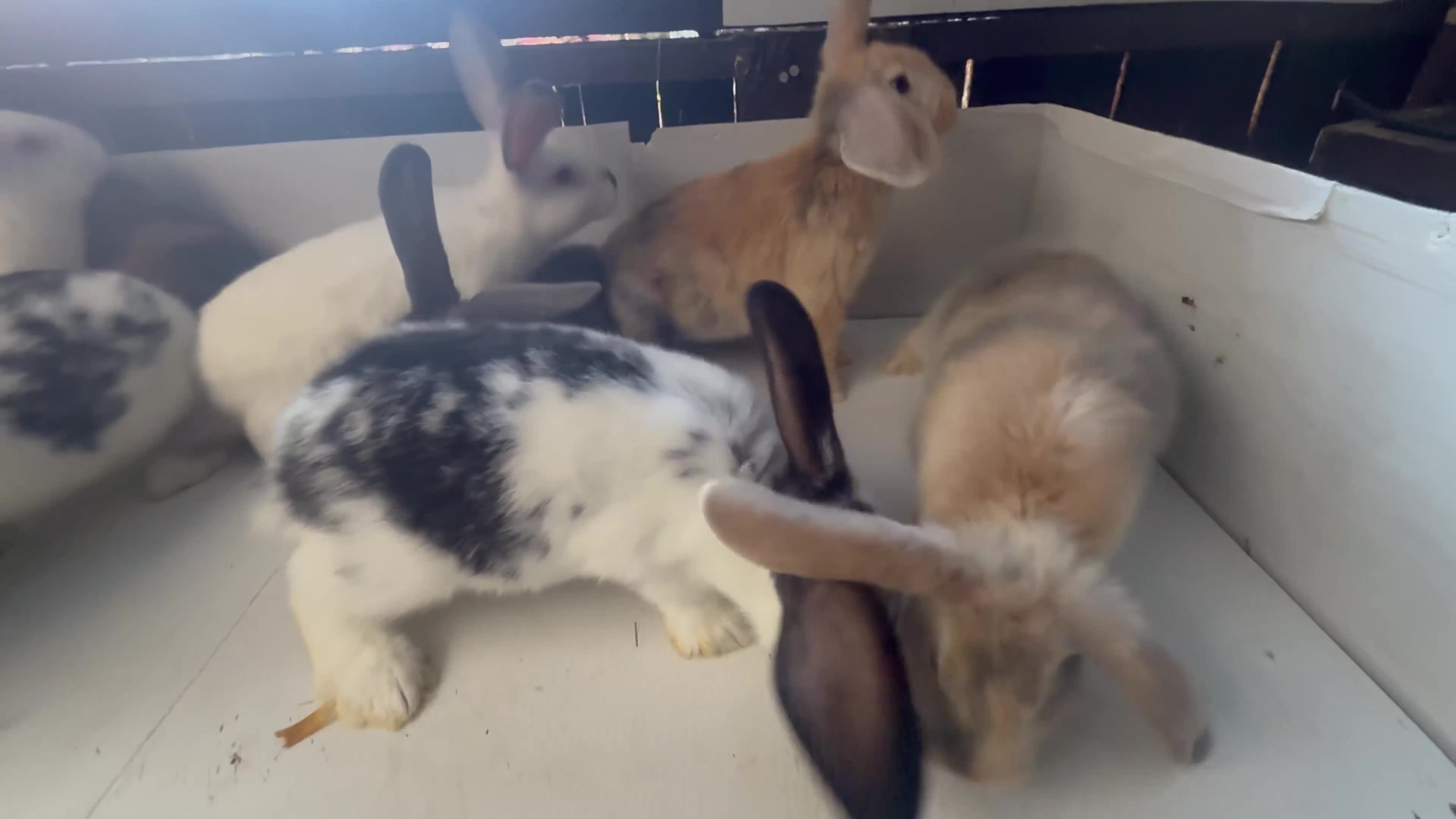 Continental Giant rabbits for sale: Continental giant cross  - Video 3