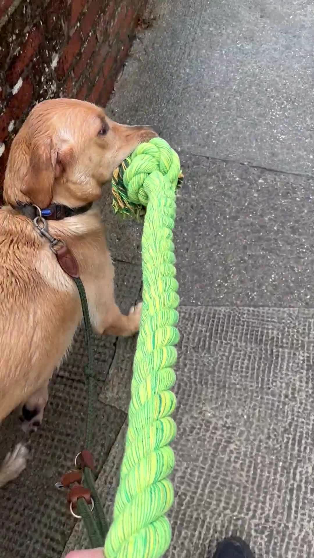 Labrador Retriever dogs for sale: Pedigree Labrador microchipped and kc registered  - Video 2